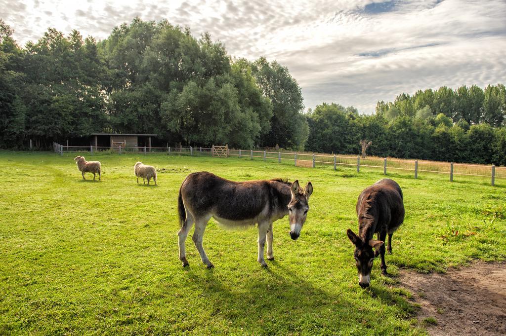 Petrus Wittebrood Hoeve Dikkelvenne Exterior foto